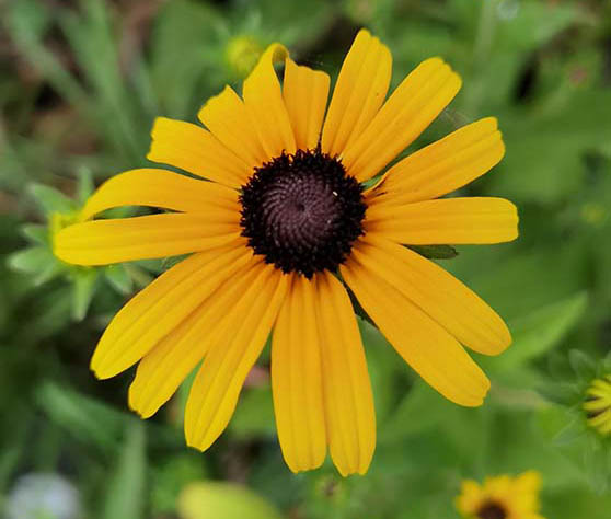 Rudbeckia fulgida